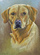 "Devon" Yellow Labrador